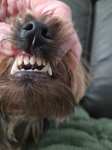 Customer photo review of Fresh Breath, Strong Gums, and Clean Teeth with the DE-01™ Dental Dogbiotic