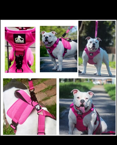 Customer photo review of No Pull Bully Proof Harness