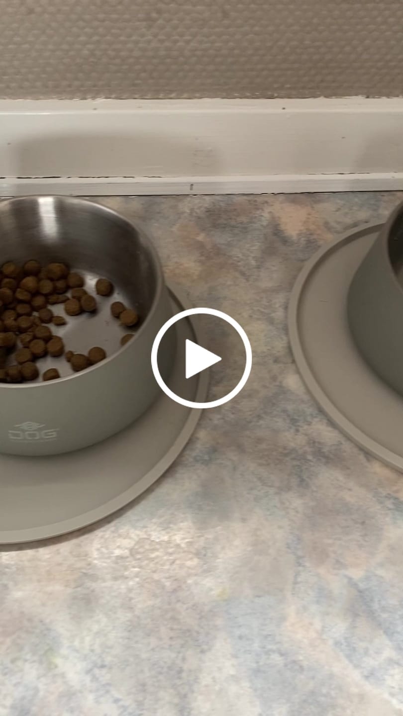 Customer video review of Dog Copenhagen - Vega Hundeskål, Caffe Latte