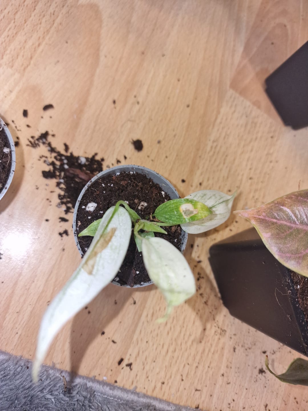 Customer photo review of PHILODENDRON FLORIDA GHOST