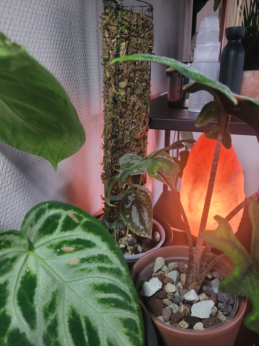 Customer photo review of Sphagnum Moss