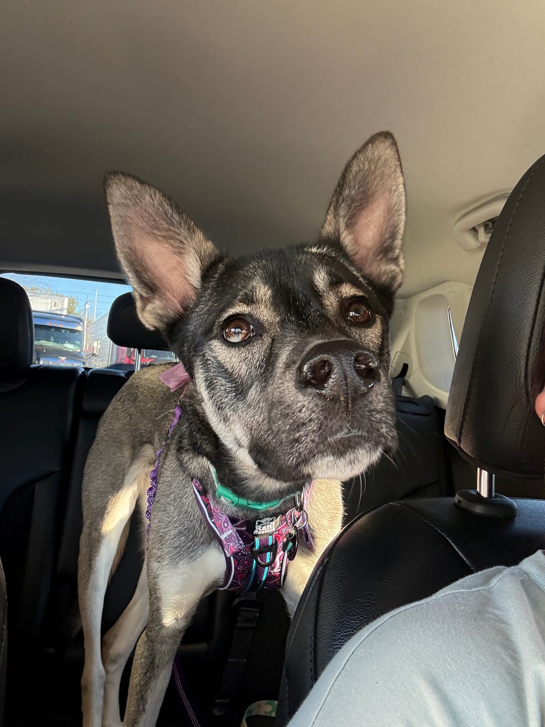 Customer photo review of Purple Paisley - Adventure Harness