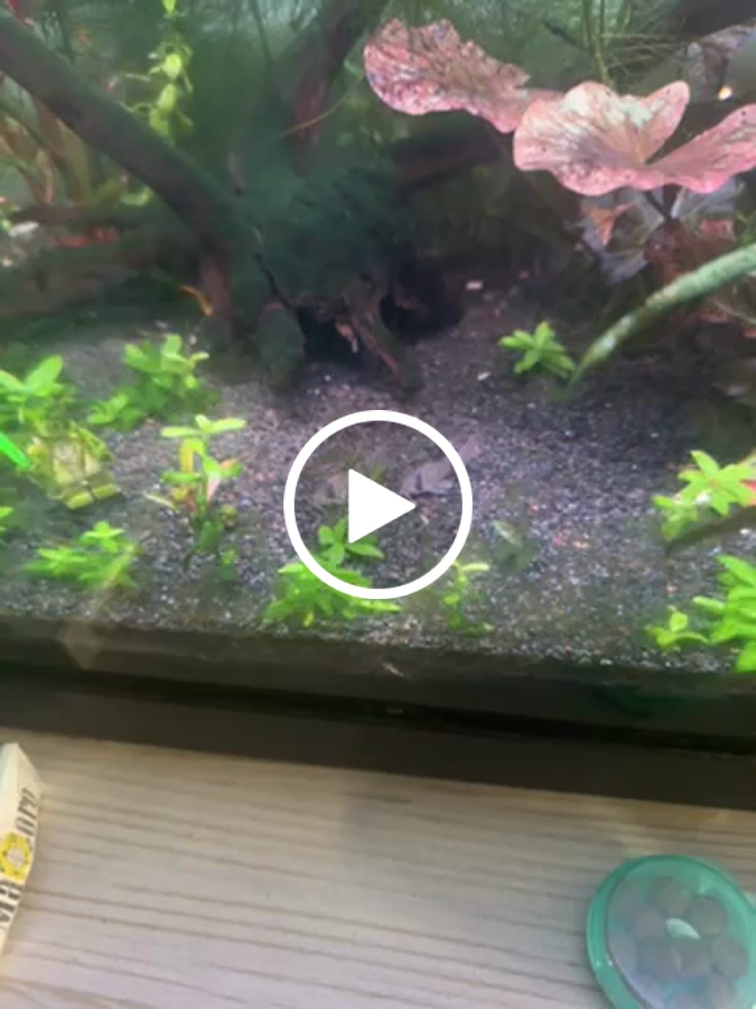 Customer video review of Panda Cory Catfish