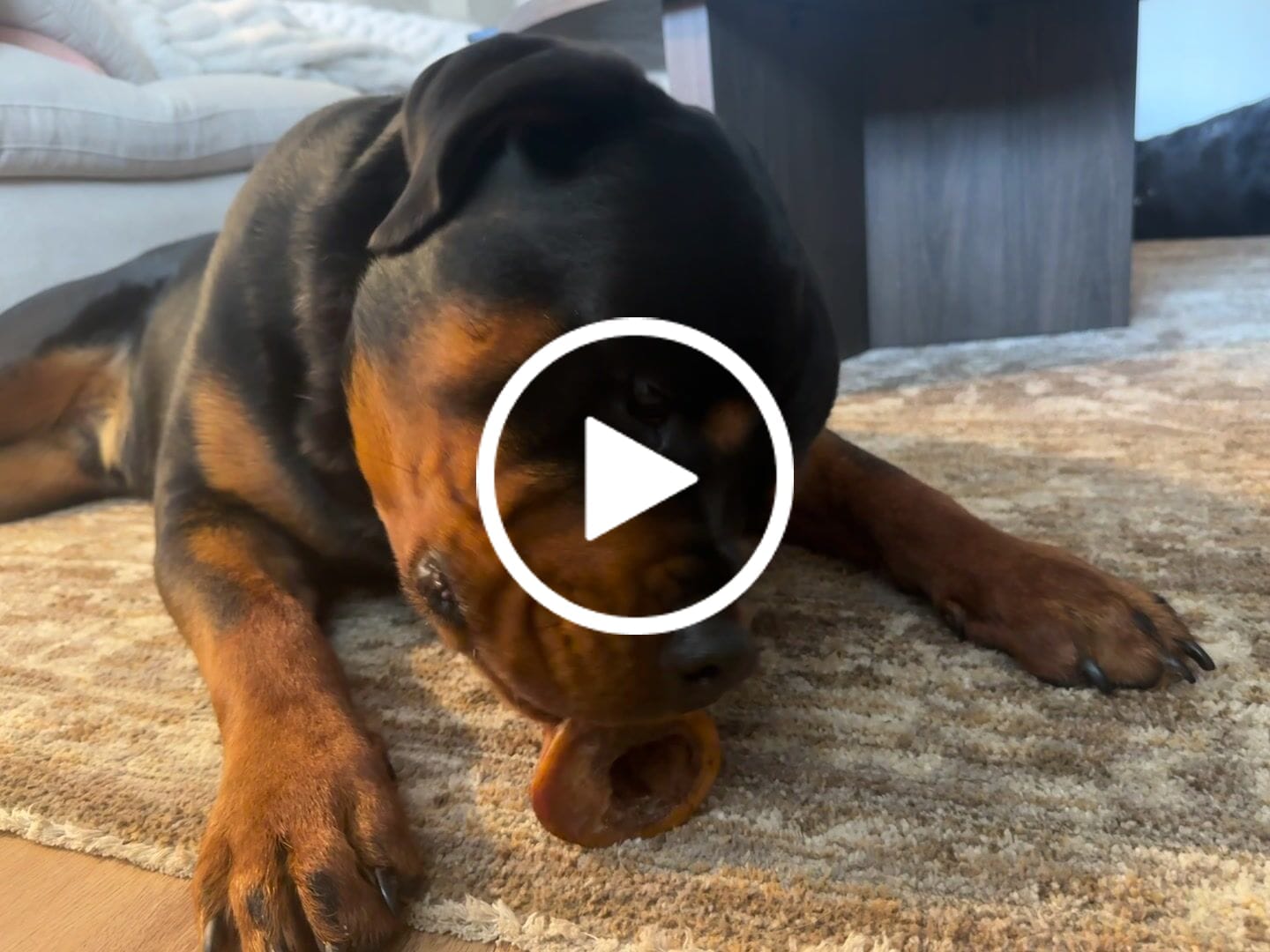 Customer video review of Himalayan Yak Cheese Chew Dog Treat