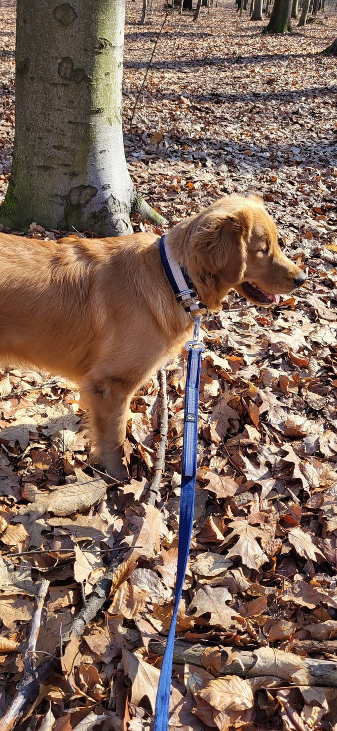 Customer photo review of Smycz z odblaskiem - Guard Leash Safe Navy Blue