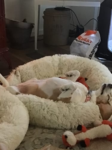 Customer photo review of Bestie Balance