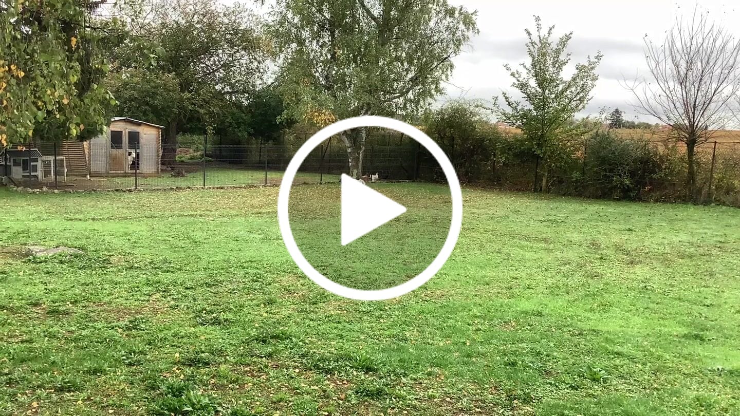 Customer video review of British Poultry Dry Food Senior/Lite
