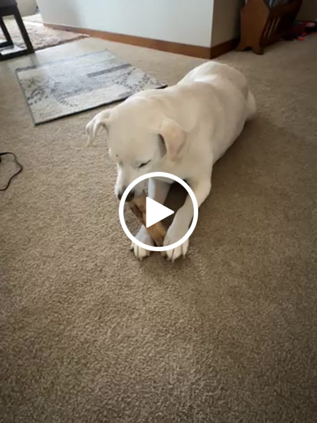 Customer video review of Hickory Smoked Bully Sticks
