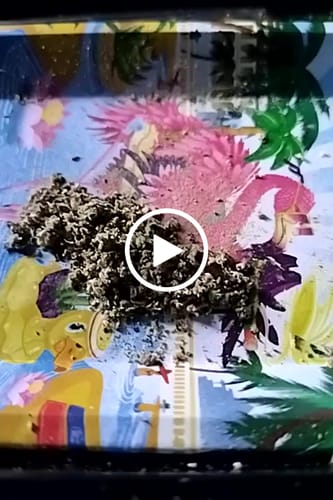 Customer video review of 💎Jack Herer - Diamond Infused Flower