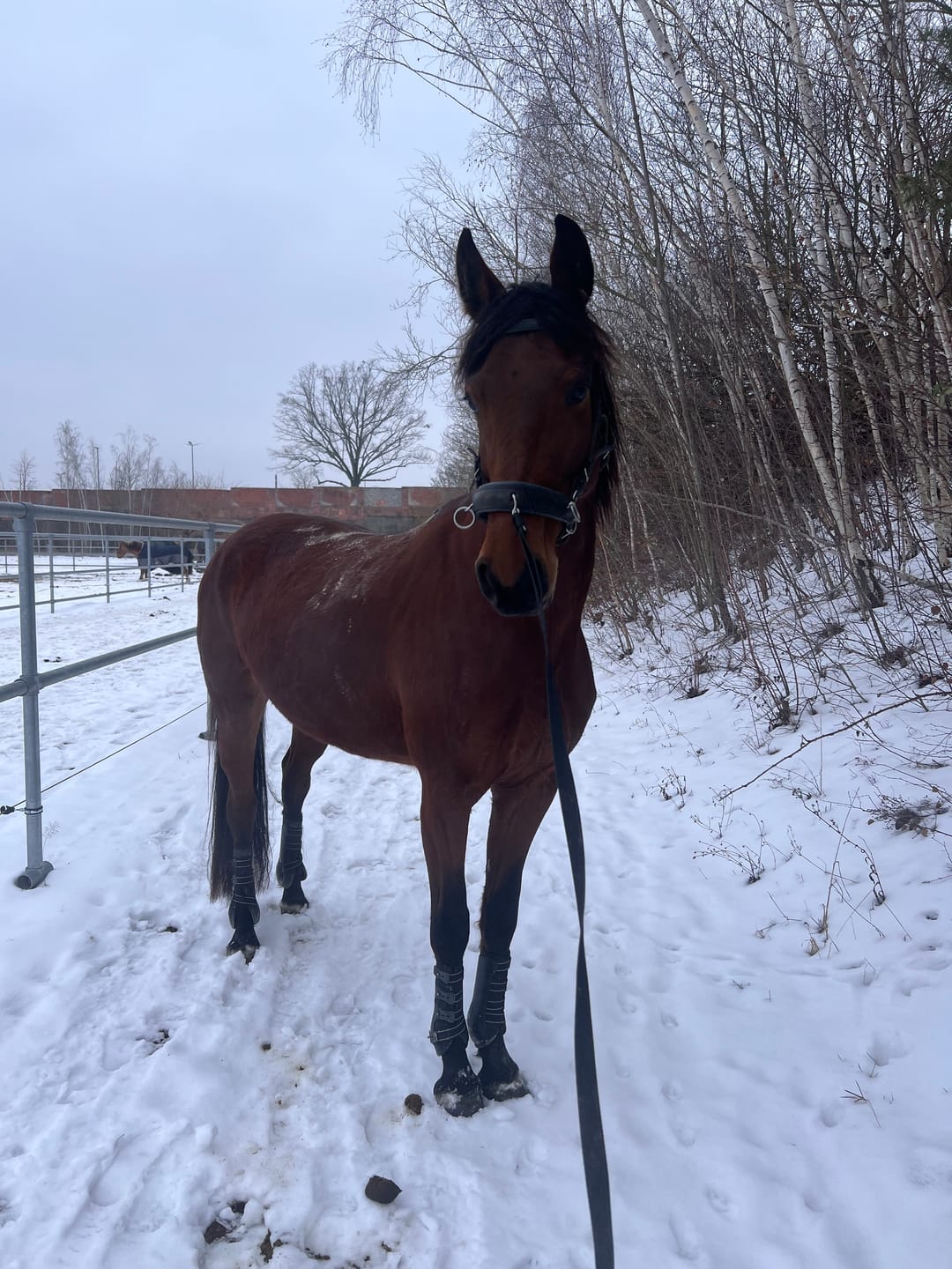 Customer photo review of Kristallkraft Coolly