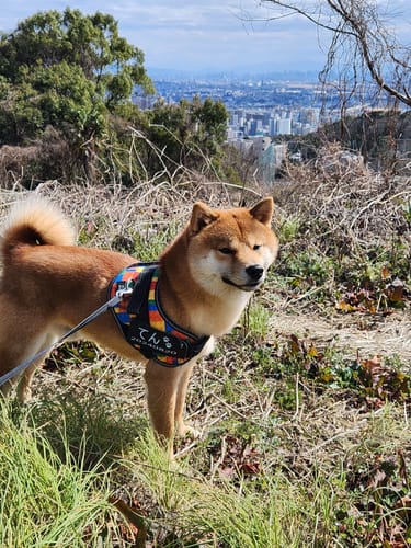 Customer photo review of FunFunPet 高機能ハーネス（お名前タグ作成サービス付き）