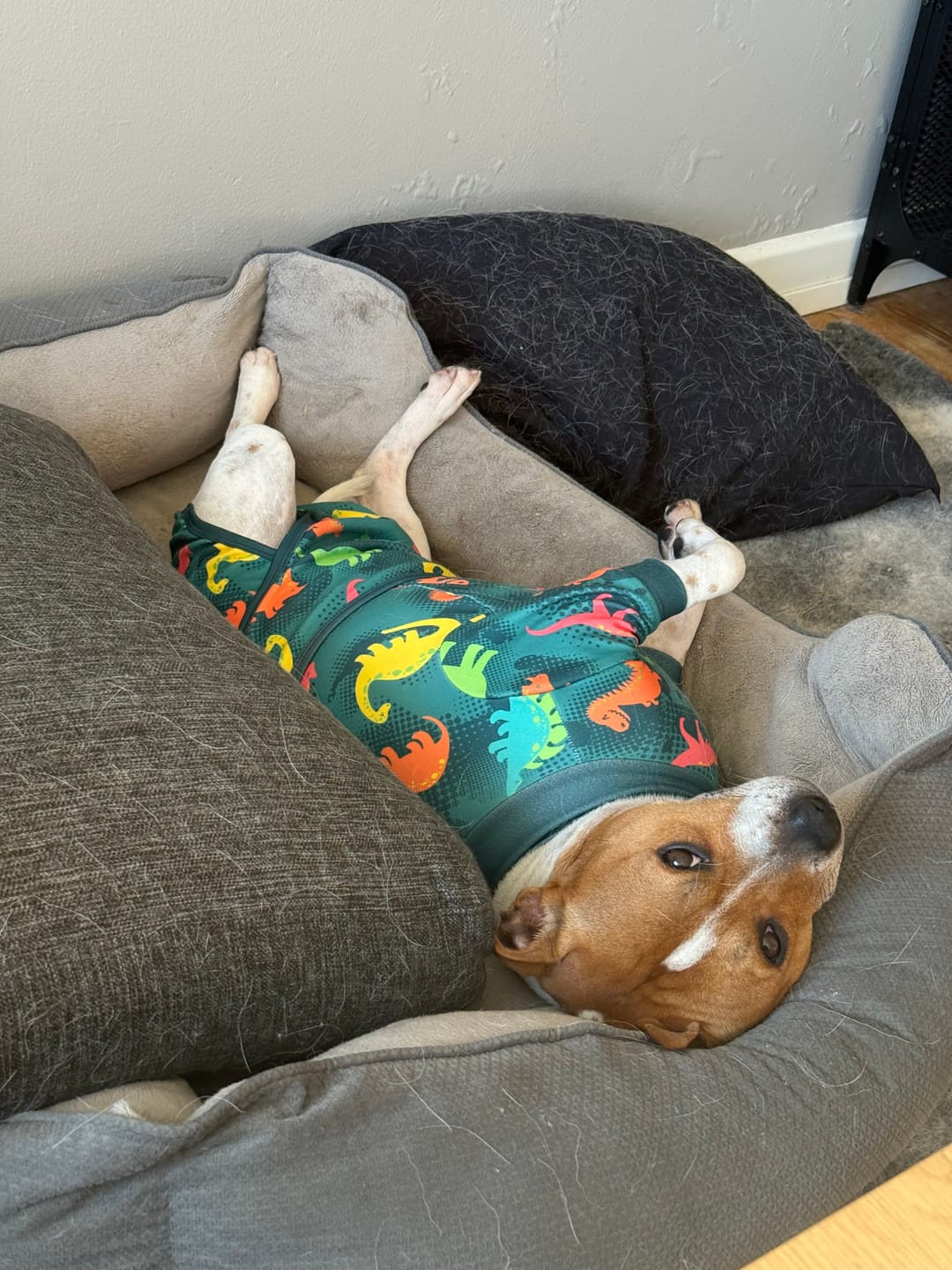 Customer photo review of Dog Surgical Suit - Dinosaurs