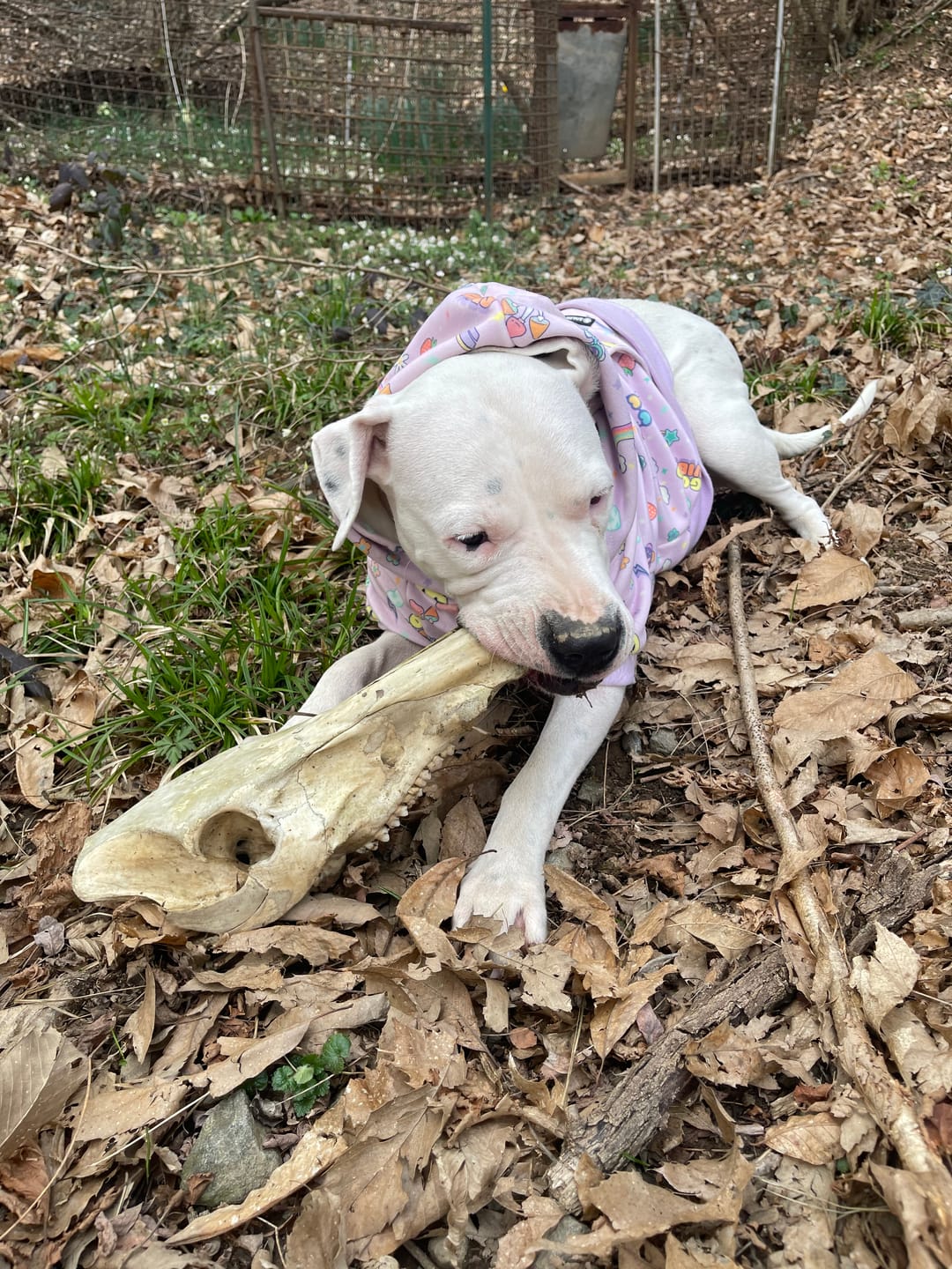 Customer photo review of Good Vibes Dog Hoodie - Purple