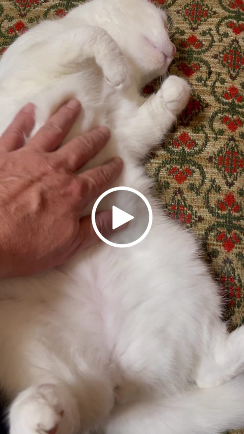 Customer video review of Allergietest Basic Katze