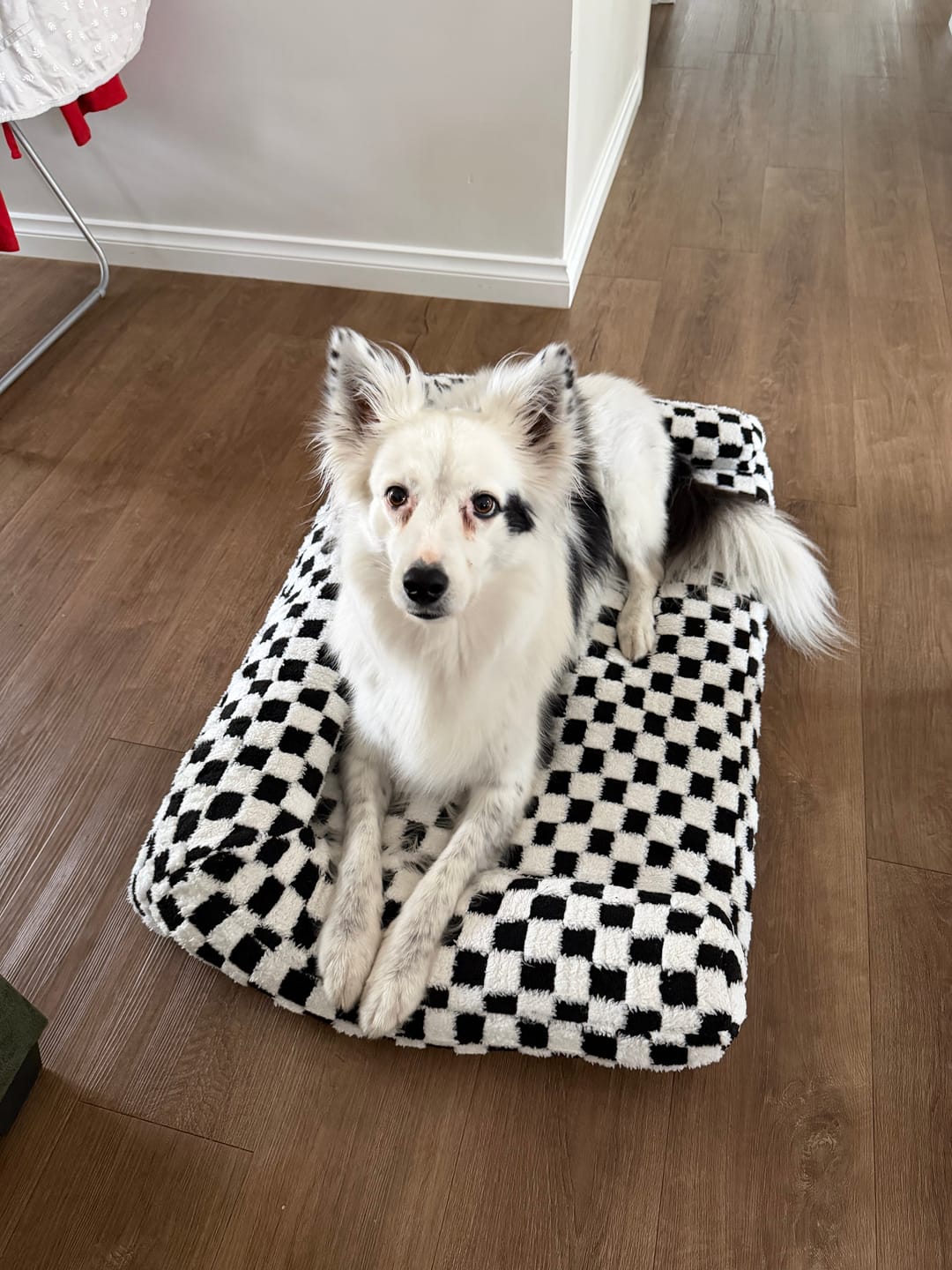 Customer photo review of Orthopedic Dog Bed Pet Mat Calming Checkered Plush Sofa Washable
