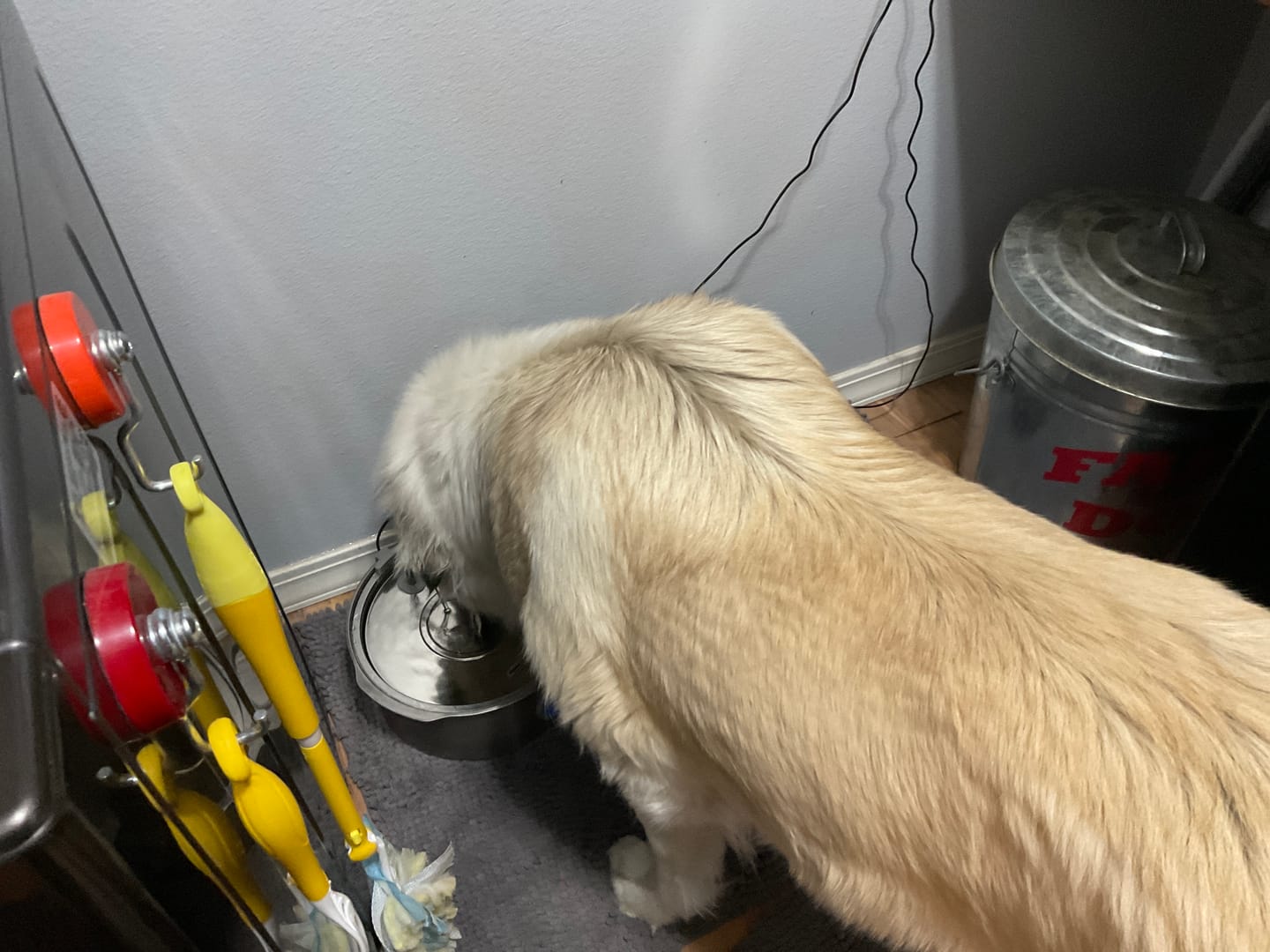 Customer photo review of Pawdrate™ Filtered Water Fountain
