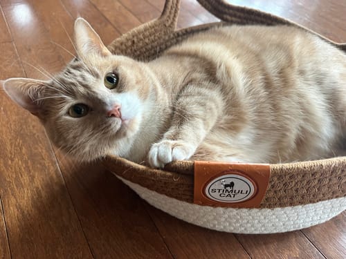 Customer photo review of Instinct Basket | Meet the first research-backed natural territory for indoor cats