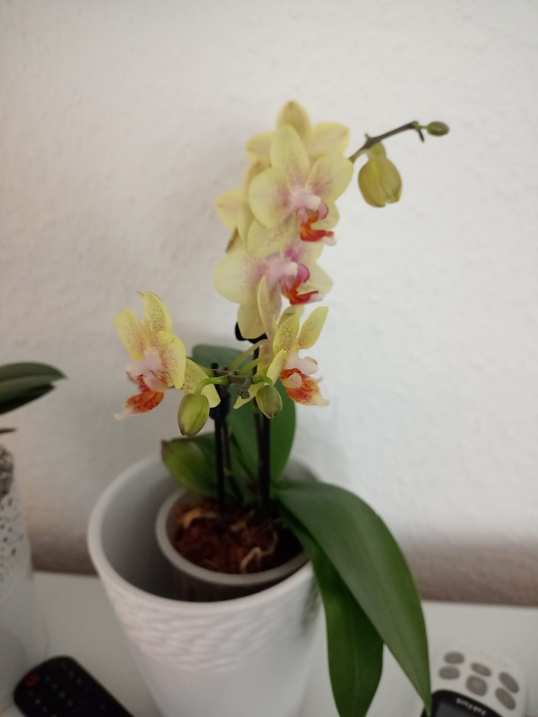 Customer photo review of Table Dance Pereira mit gelb-gepunkteten Blüten und 2+ Rispen