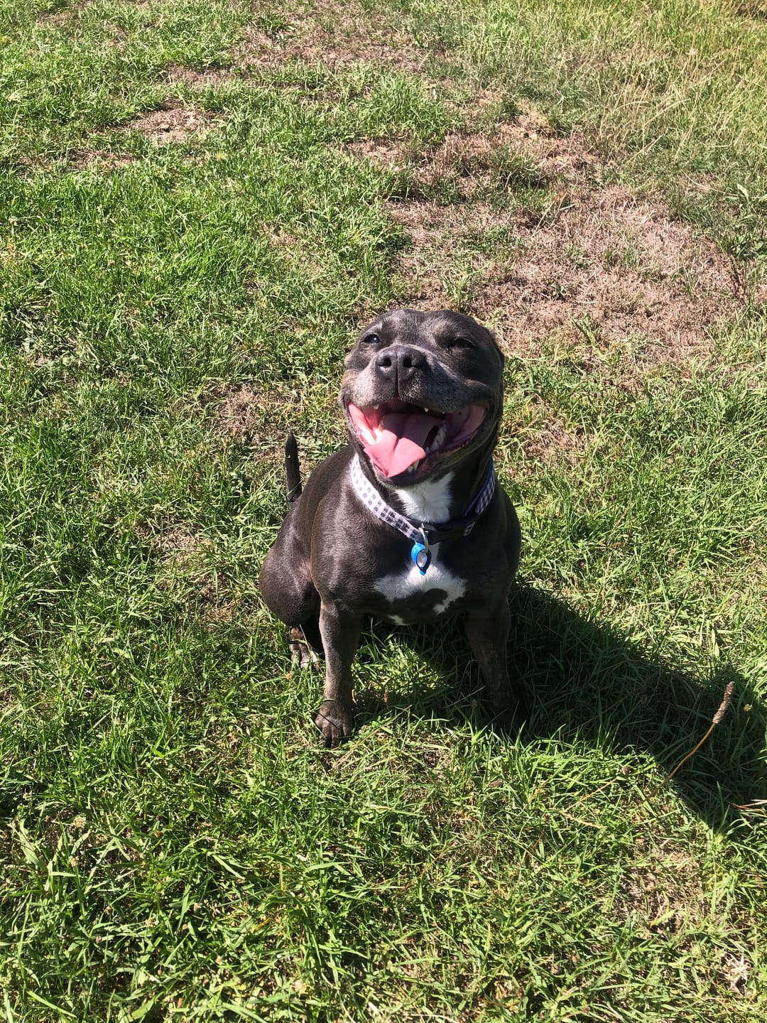 Customer photo review of Digestive K9 Powder