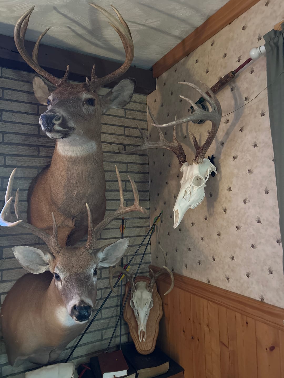 Customer photo review of European Trophy Mount - Small Hook - 10 PACK