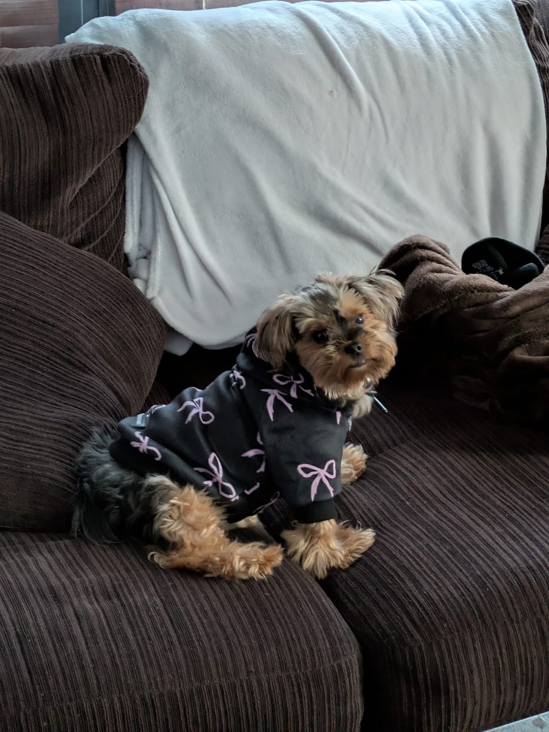 Customer photo review of Coquette Dog Hoodie