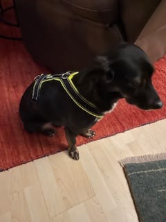 Customer photo review of Windhundgeschirr REFLEX "Yellow"