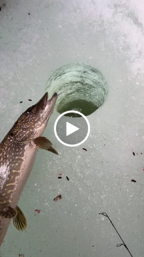Customer video review of Custom Carbon Ice Rod