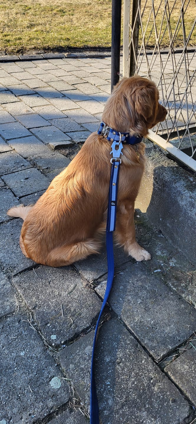 Customer photo review of Smycz z odblaskiem - Guard Leash Safe Navy Blue
