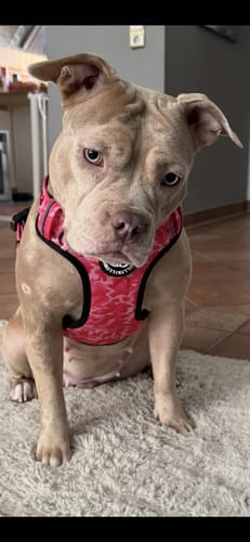 Customer photo review of Comfort Premium Harness | Non Restrictive - Bubblegum