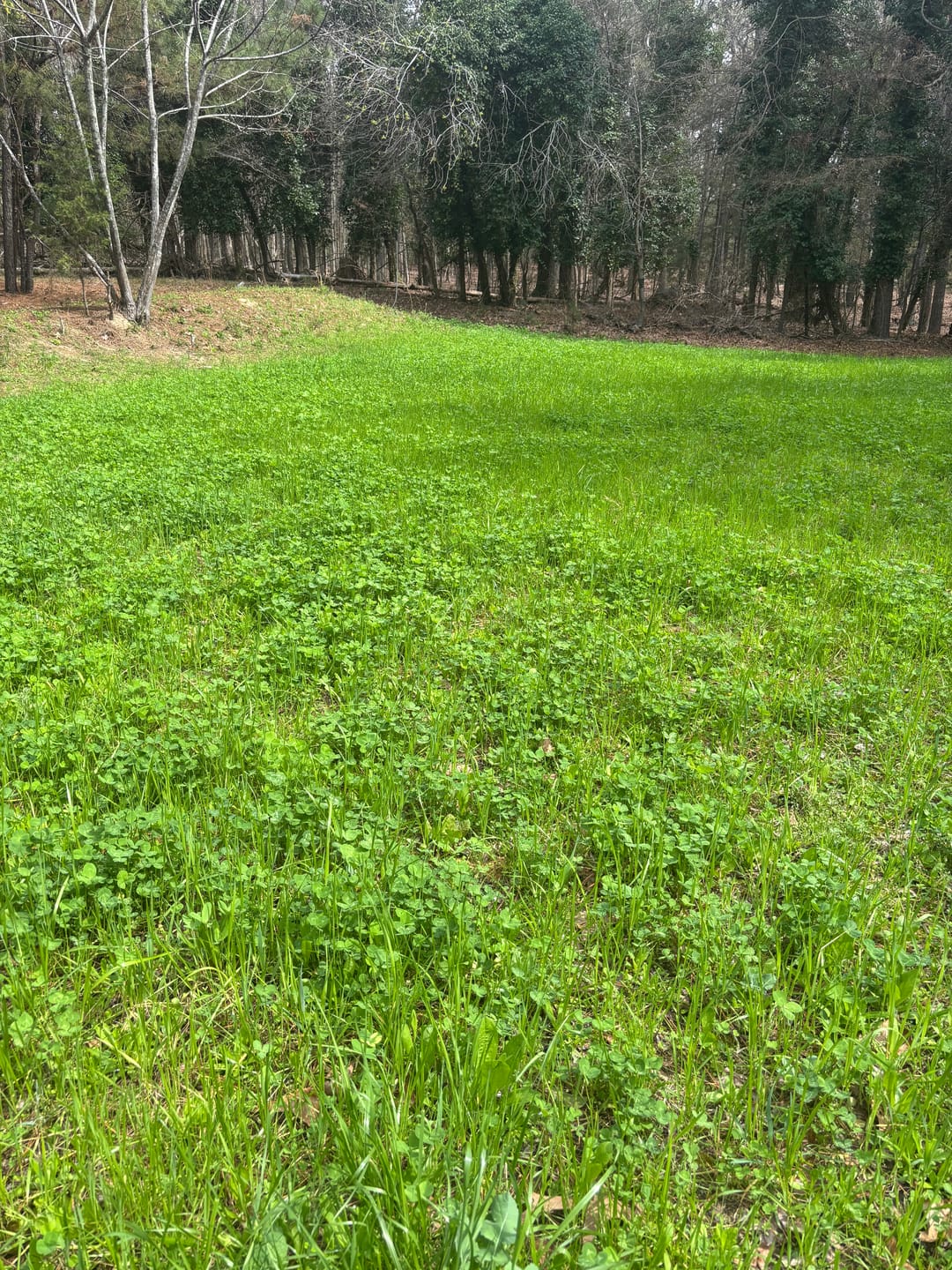 Customer photo review of Comeback Kid™ Food Plot Seed