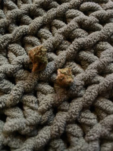 Customer photo review of Purple Space Cookies (smalls)