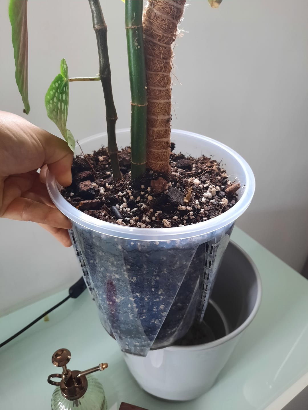 Customer photo review of Square Clear Plant Pots