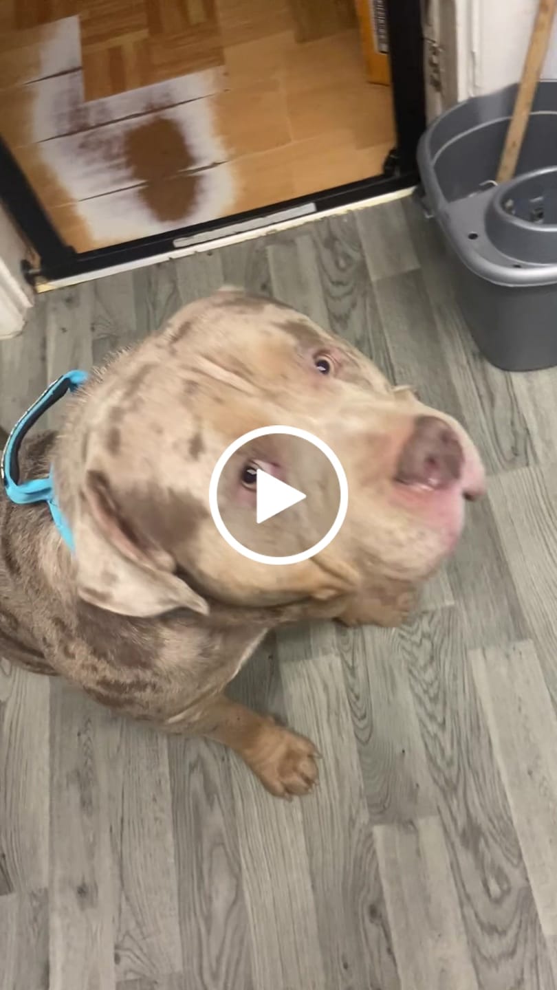Customer video review of 5cm Combat® Collar | With Handle & Secure Clip - Light Blue
