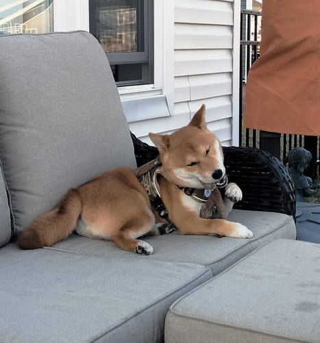Customer's Shiba Inu dog relaxing on a patio couch while wearing the camo-style Team K9 Tactical Dog Harness.