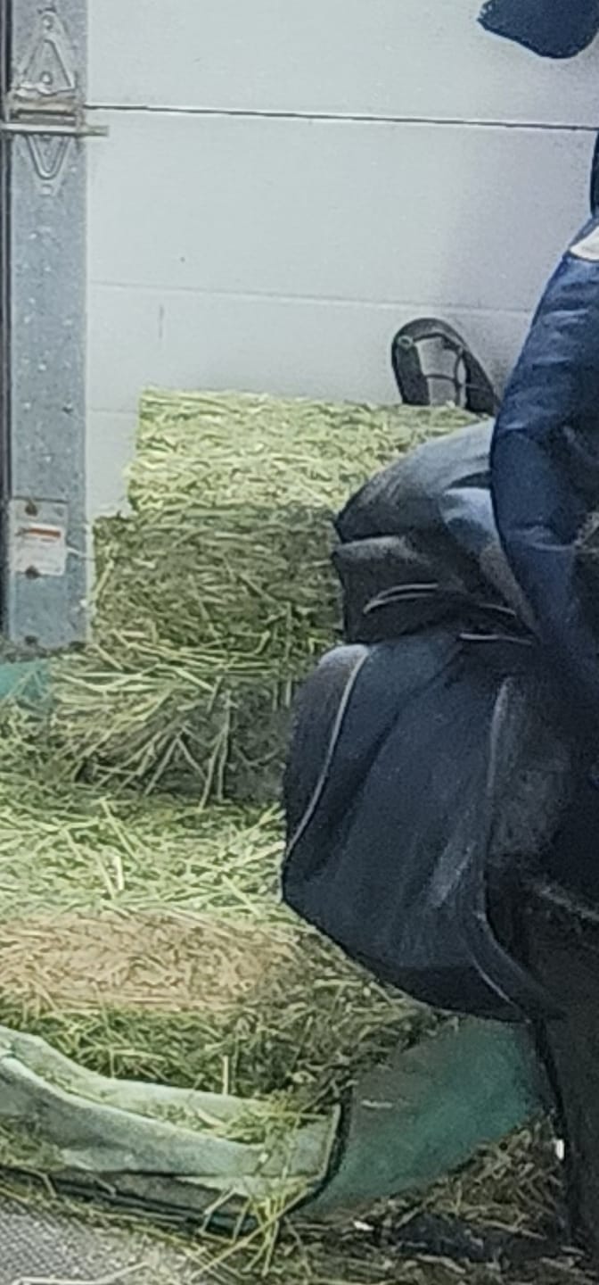 Customer photo review of Western Steamed Alfalfa (Click here for Qty Discount) - 18 Bale Bundle! Includes delivery and ground level stacking with our forklift too!
