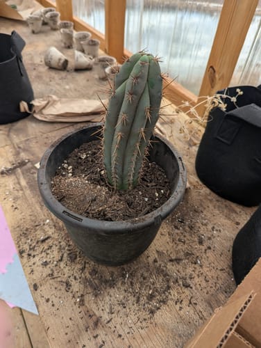 Customer photo review of Trichocereus Peruvianus | Peruvian Torch Cactus