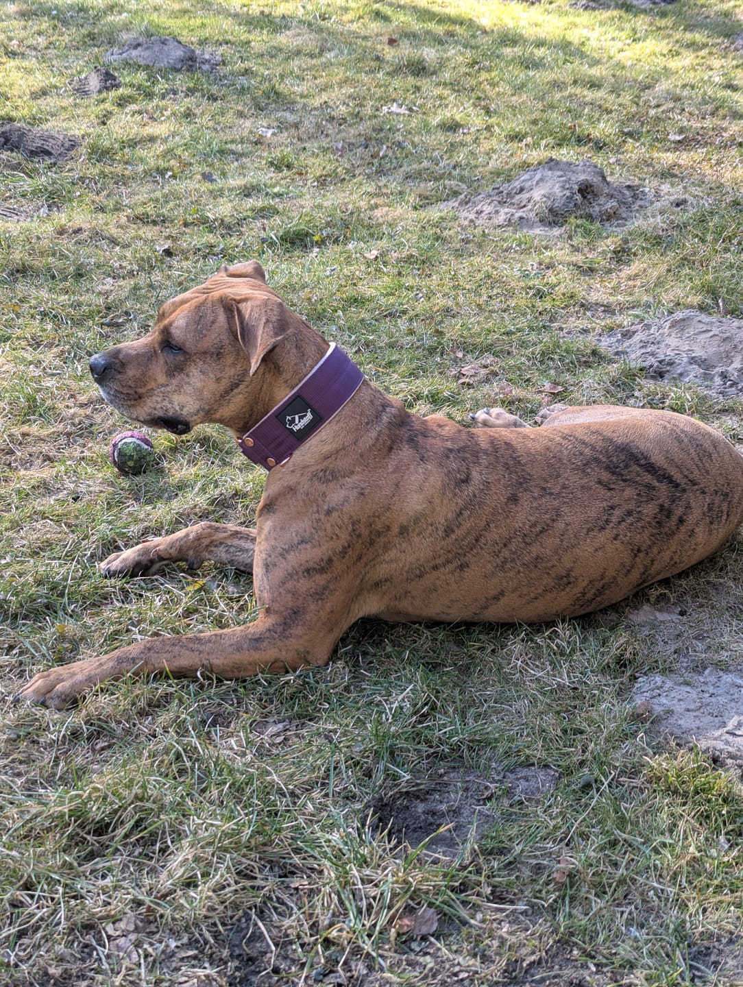 Customer photo review of Walk Leash Rose Edition Plum - Säkert nylonkoppel i olika längder