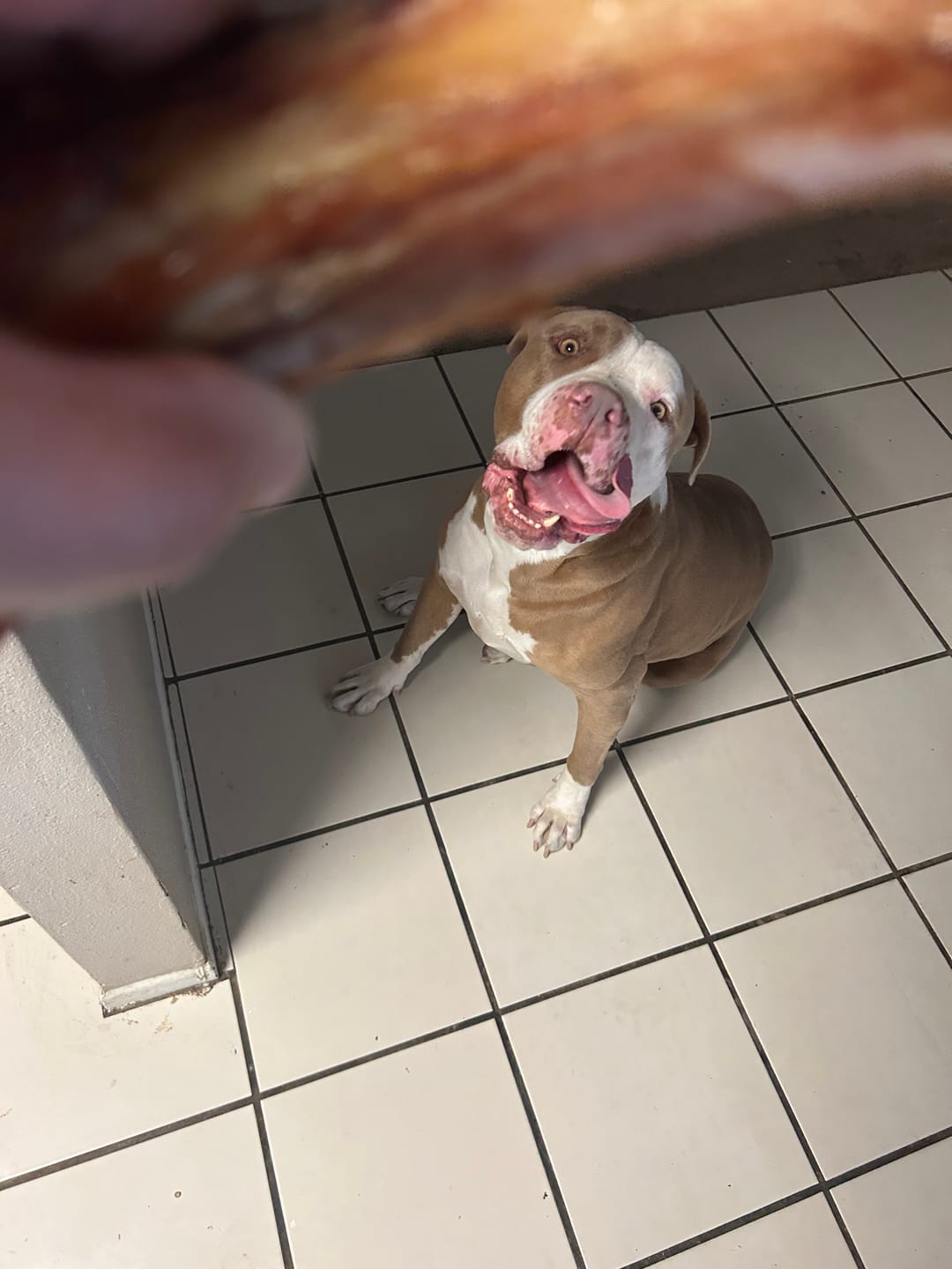 Customer photo review of Chest Bone (11" x 6"x 3”): The Durable, Flavor-Packed Chew for Light and Moderate Chewers
