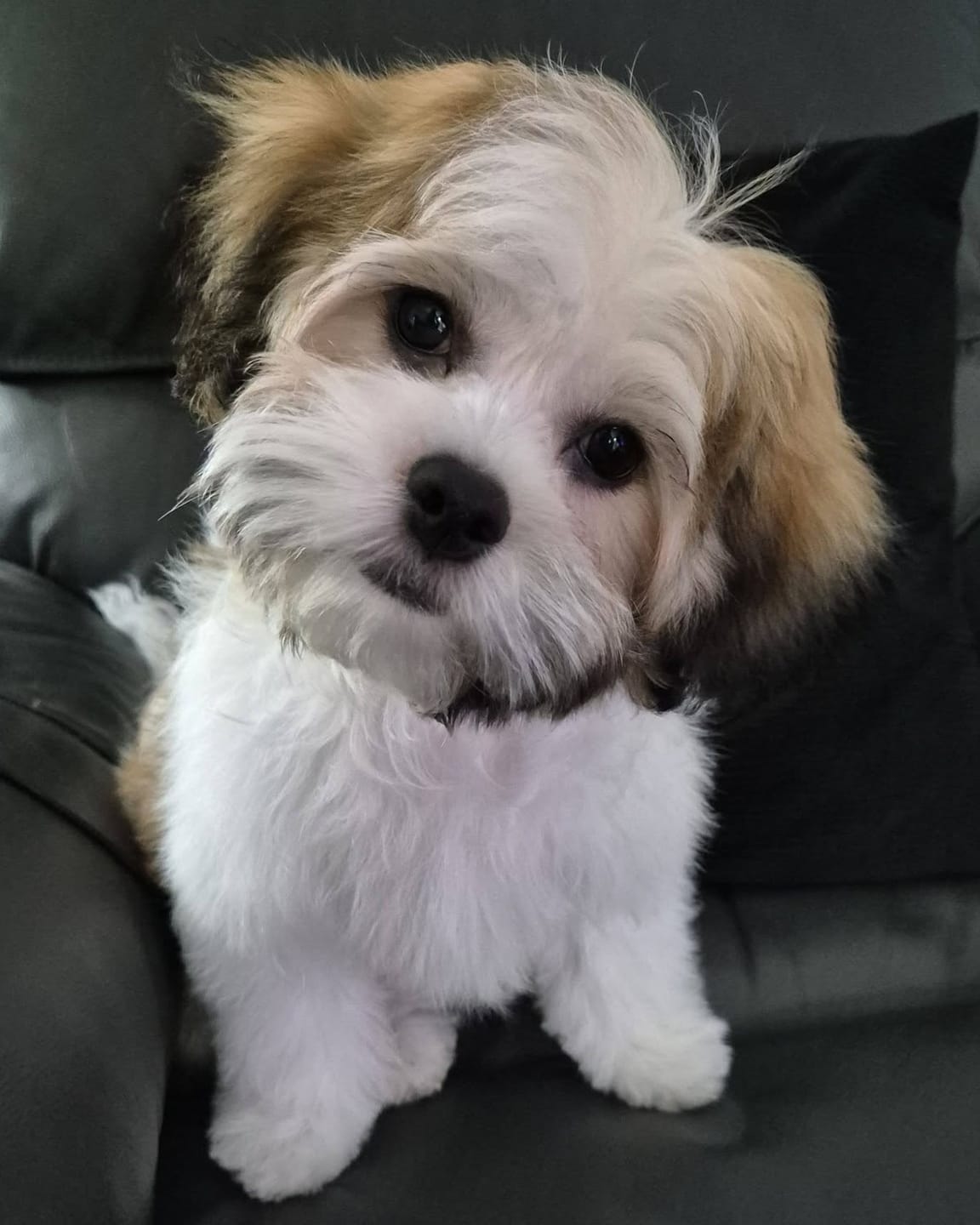Customer photo review of Coconut Oil for Dogs | 340g