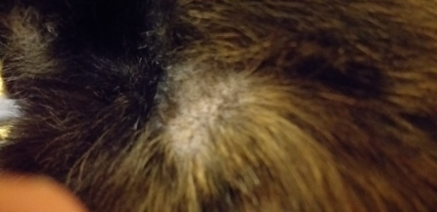 Customer photo review of Cat Gel Twin Pack