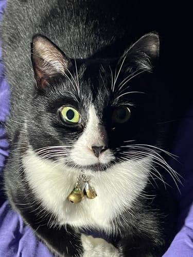 Customer photo review of Iron Paws Premium Dog Supplement