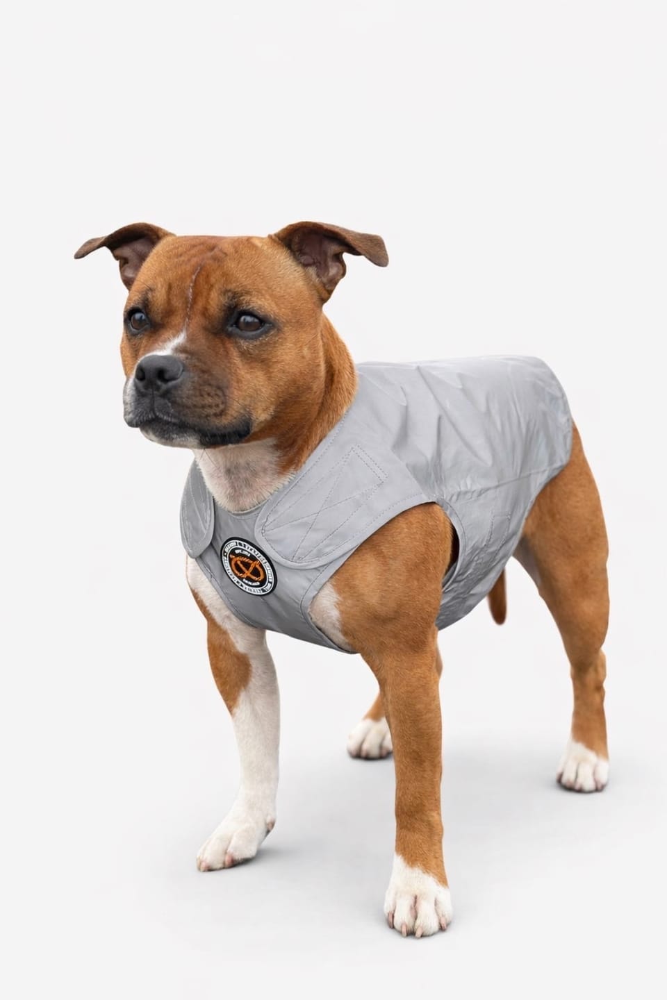 Customer photo review of Staffordshire Bull Terrier 1935® Reflective Vest - Reversible - Silver & Neon Orange