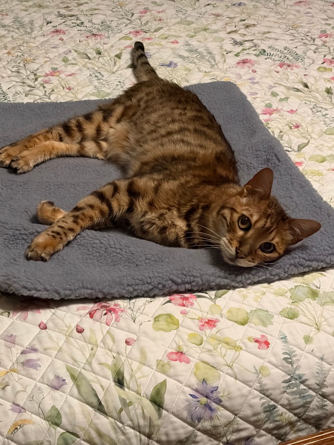 Customer photo review of Thermapaw Comfort Pad™