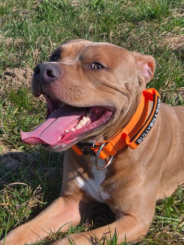 Customer photo review of 5cm Combat® Collar | With Handle & Secure Clip - Orange