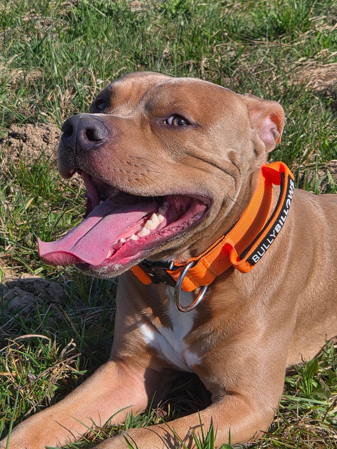 Customer photo review of 5cm Combat® Collar | With Handle & Secure Clip - Orange