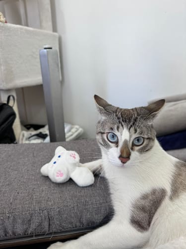 Customer photo review of CT0015 1 Pieza De Juguete Para Mascota