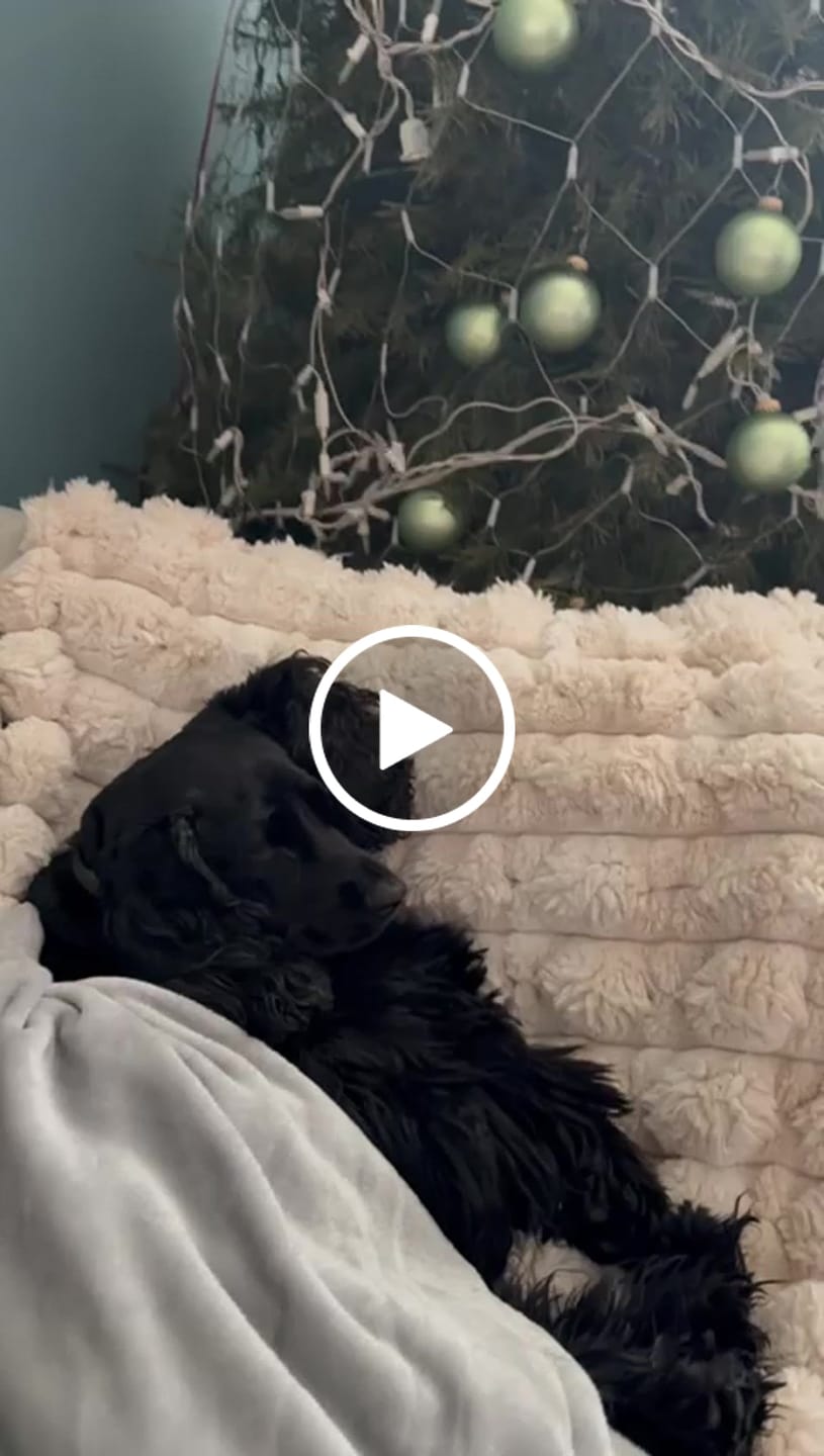 Customer video review of Manta Relajante para Mascotas