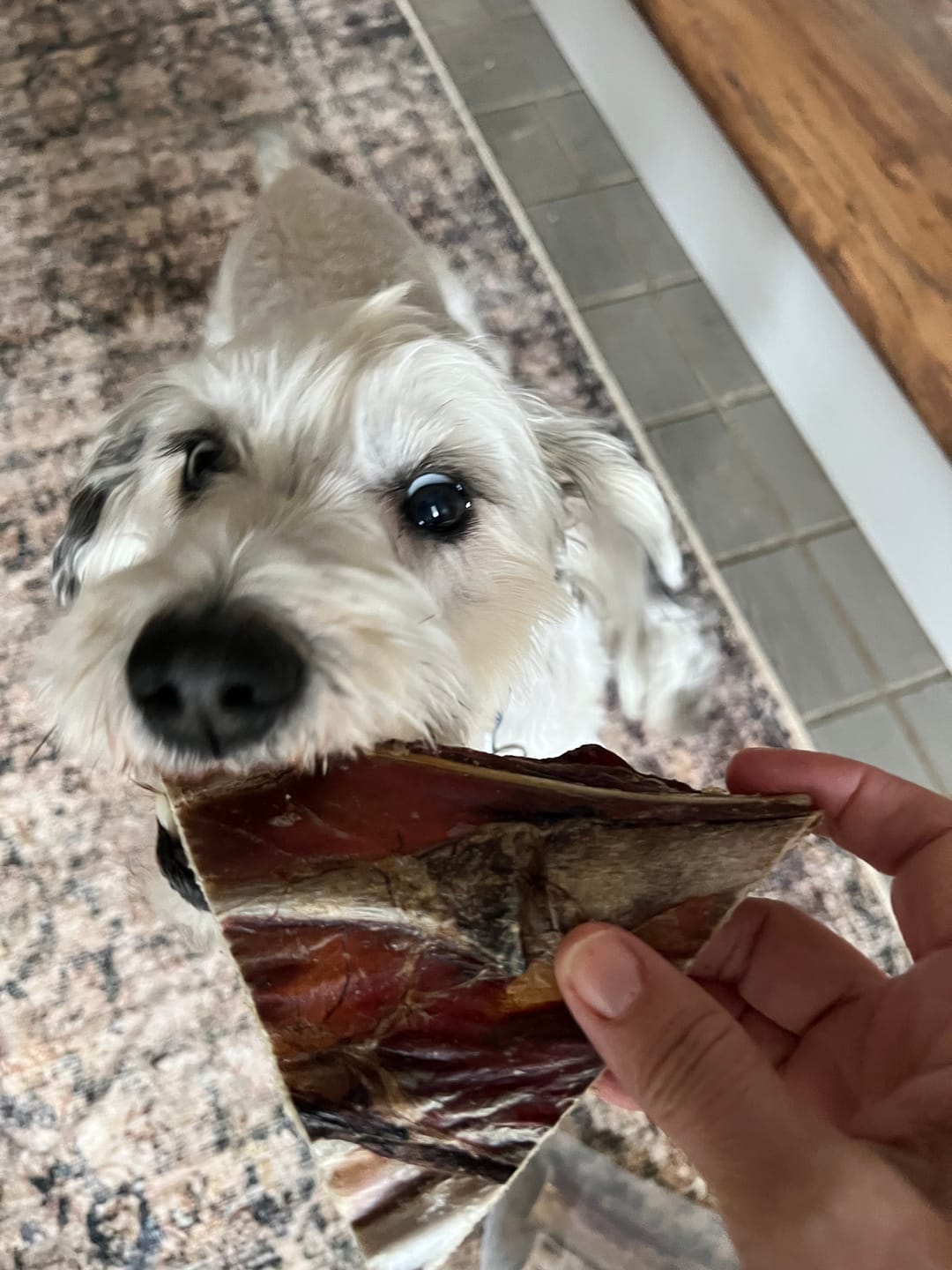 Customer photo review of Ostrich Rib Chew (8" x 3.5"): The Long-Lasting, Flavorful Chew for Small and Medium Dogs - 2 Pieces