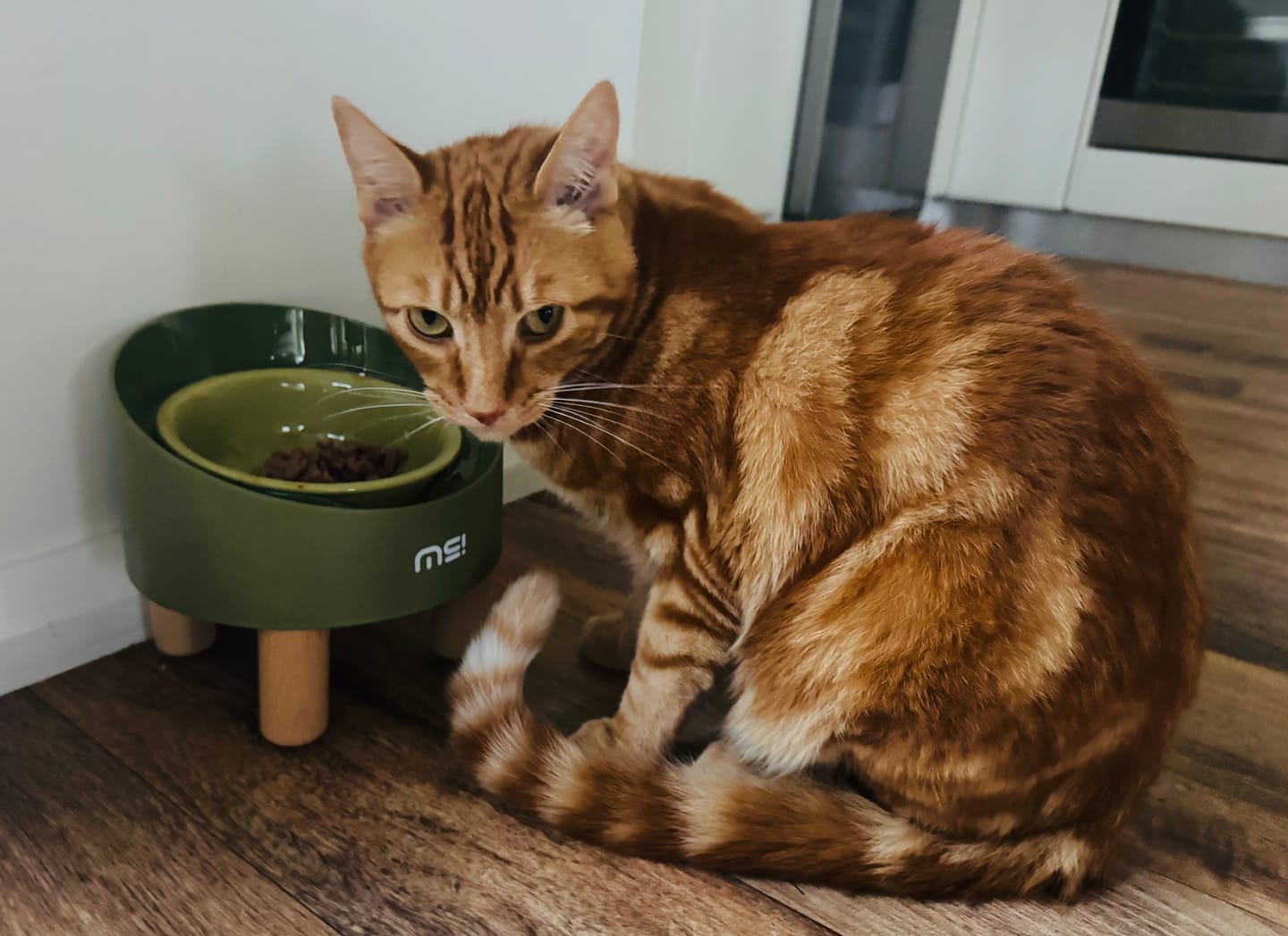 Customer photo review of Makesure Rolls Elevated Ceramic Pet Bowl with Wooden Stand