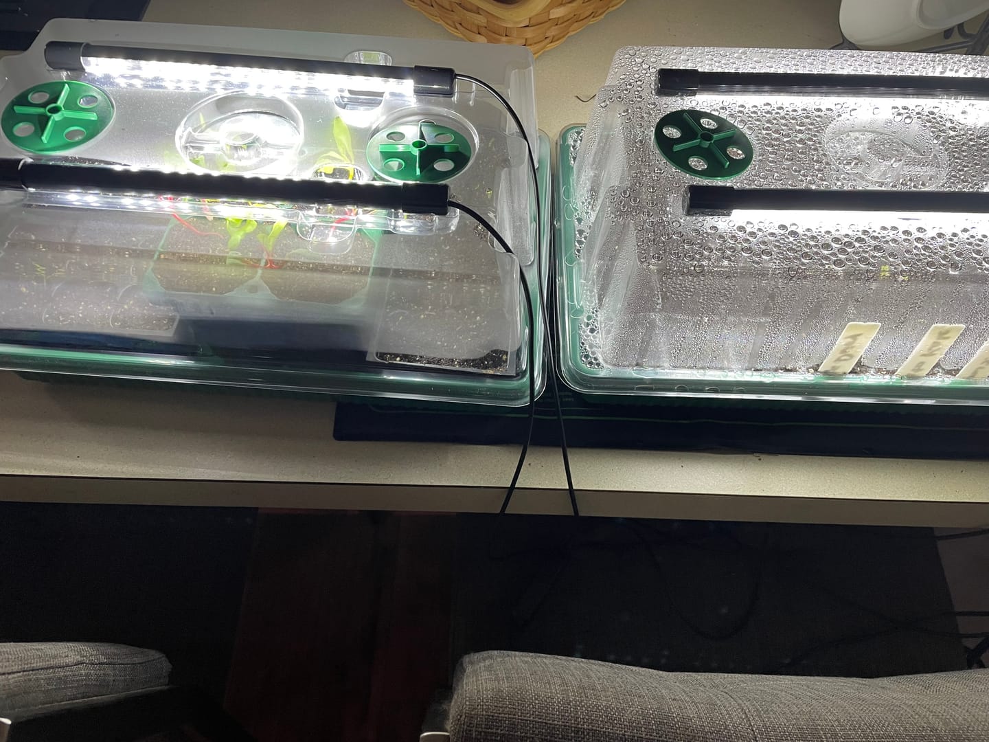 Customer photo review of Seed Starter Kit